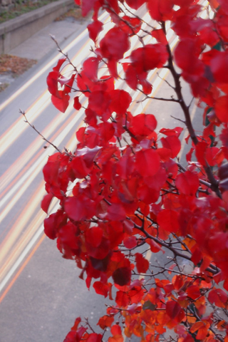 Illustration for article titled Shooting Challenge Fall Leaves Gallery 2